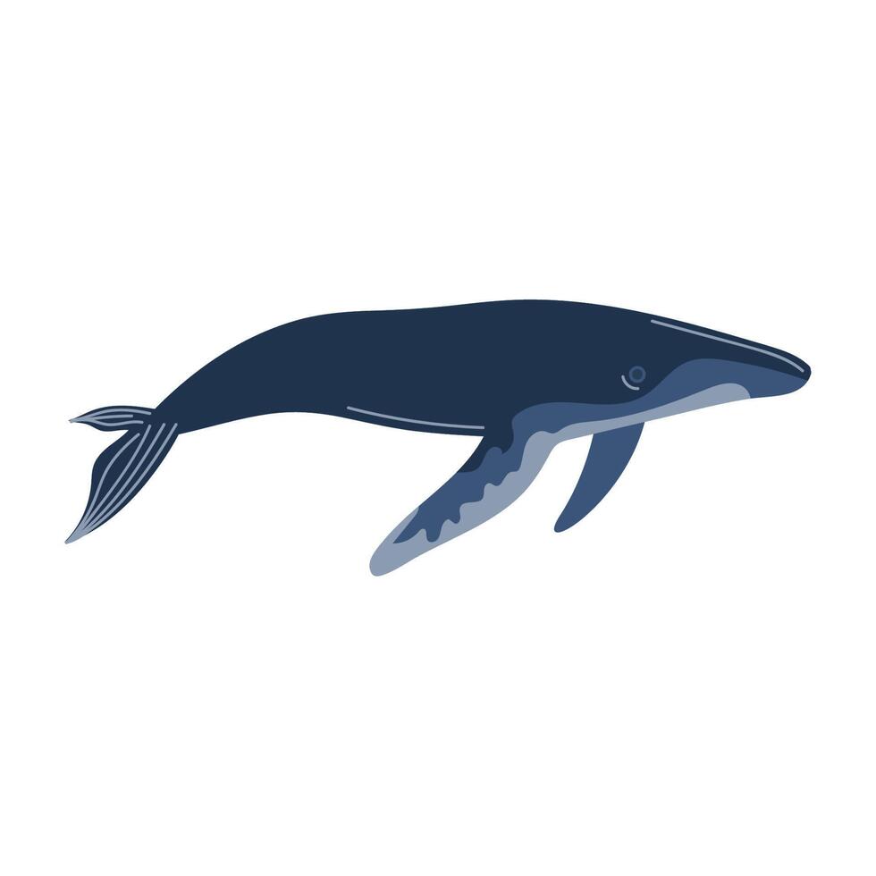 blue whale animal vector