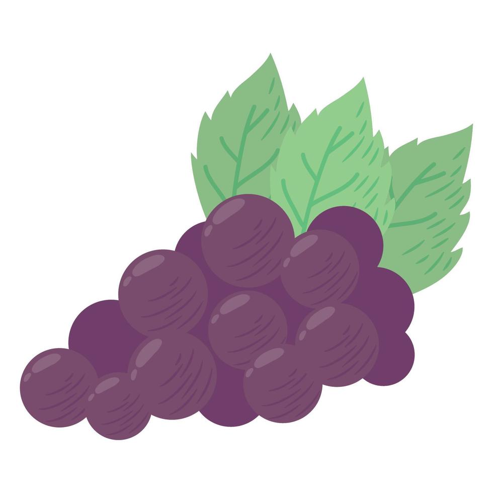 fresh grapes fruit healthy vector