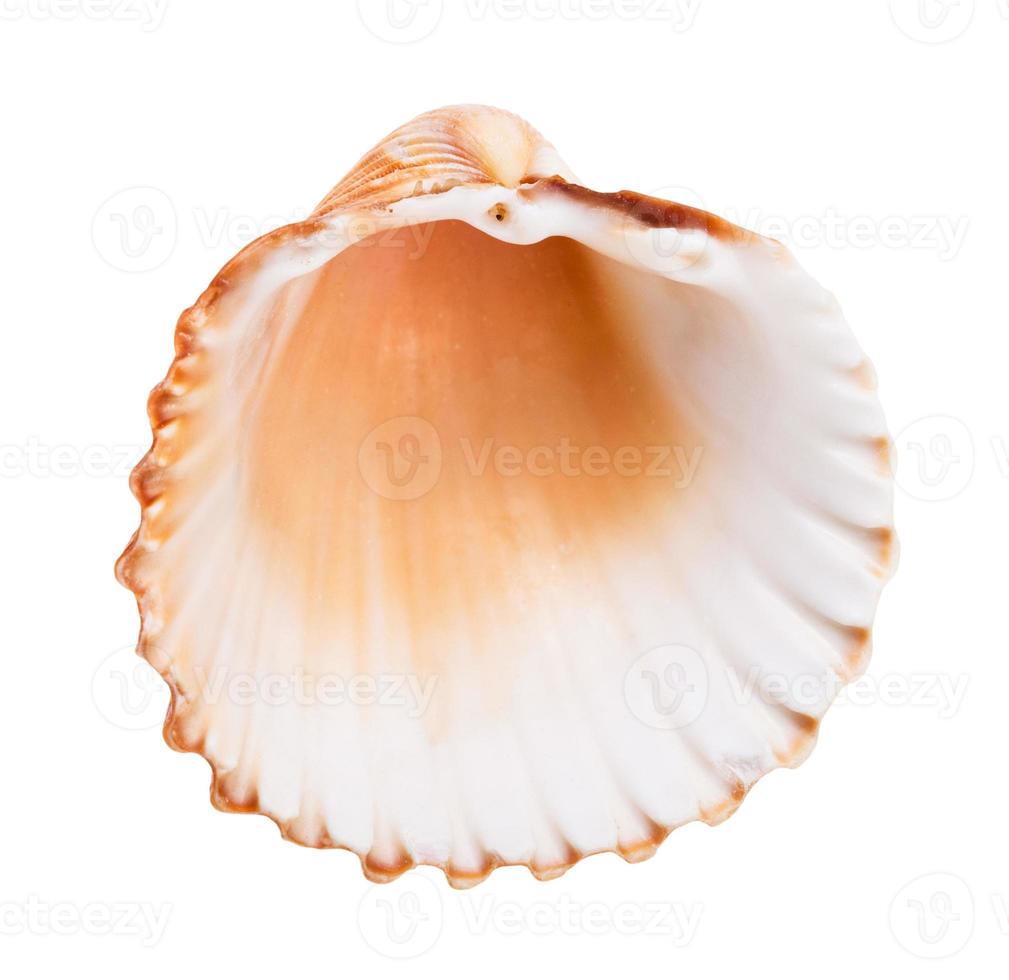 empty old brown shell of cockle isolated on white photo