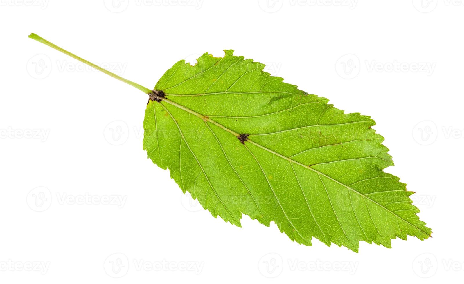 back side of leaf of amur maple tatar maple photo