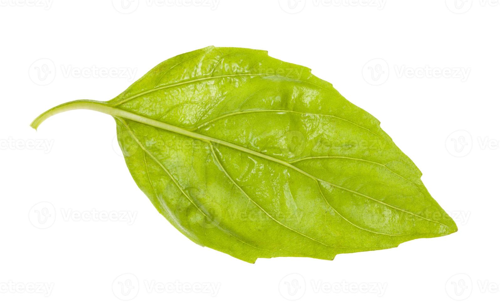 back side of wet leaf of fresh green basil herb photo