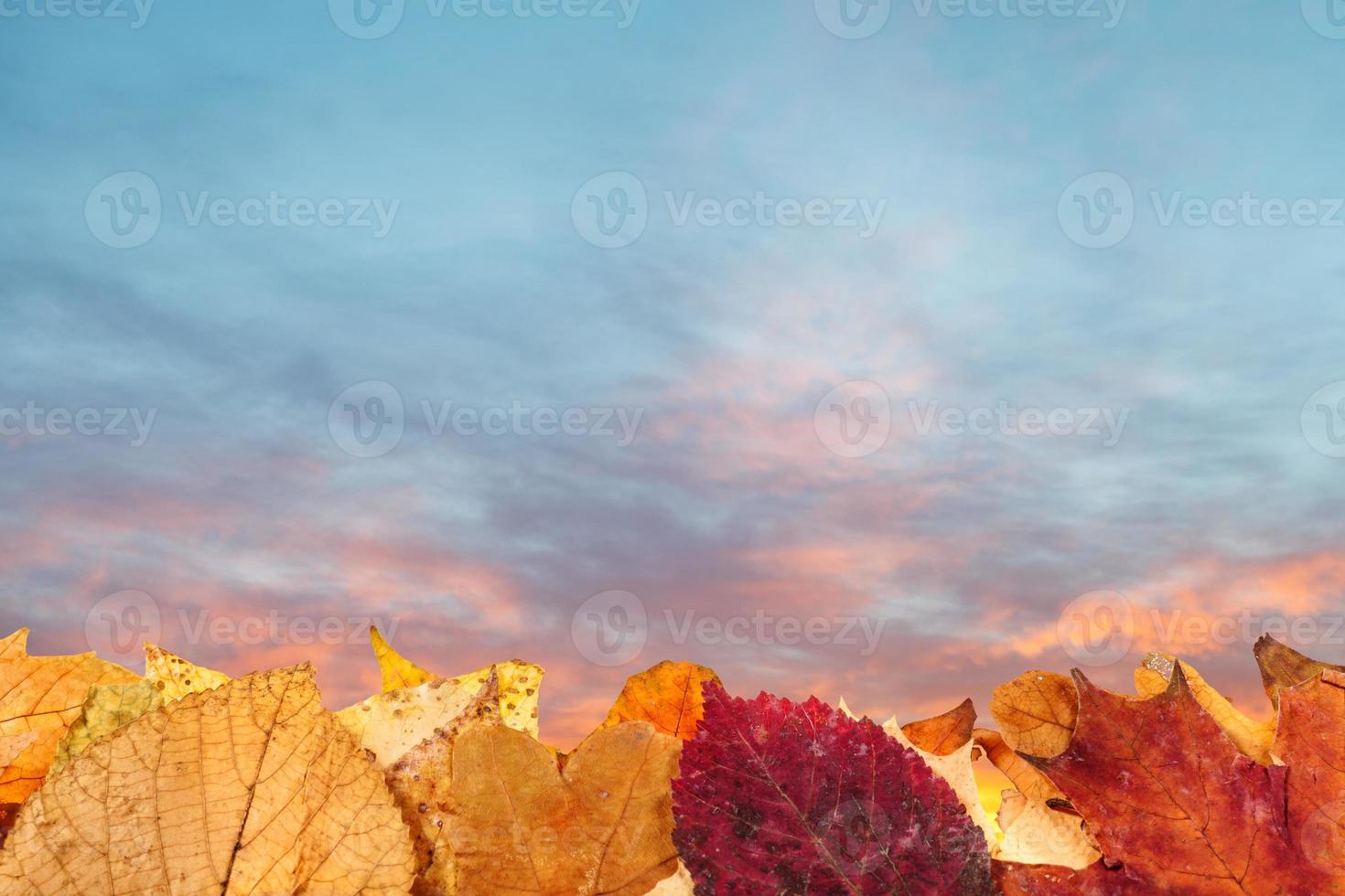 autumn fallen leaves and blue and pink sunset sky photo
