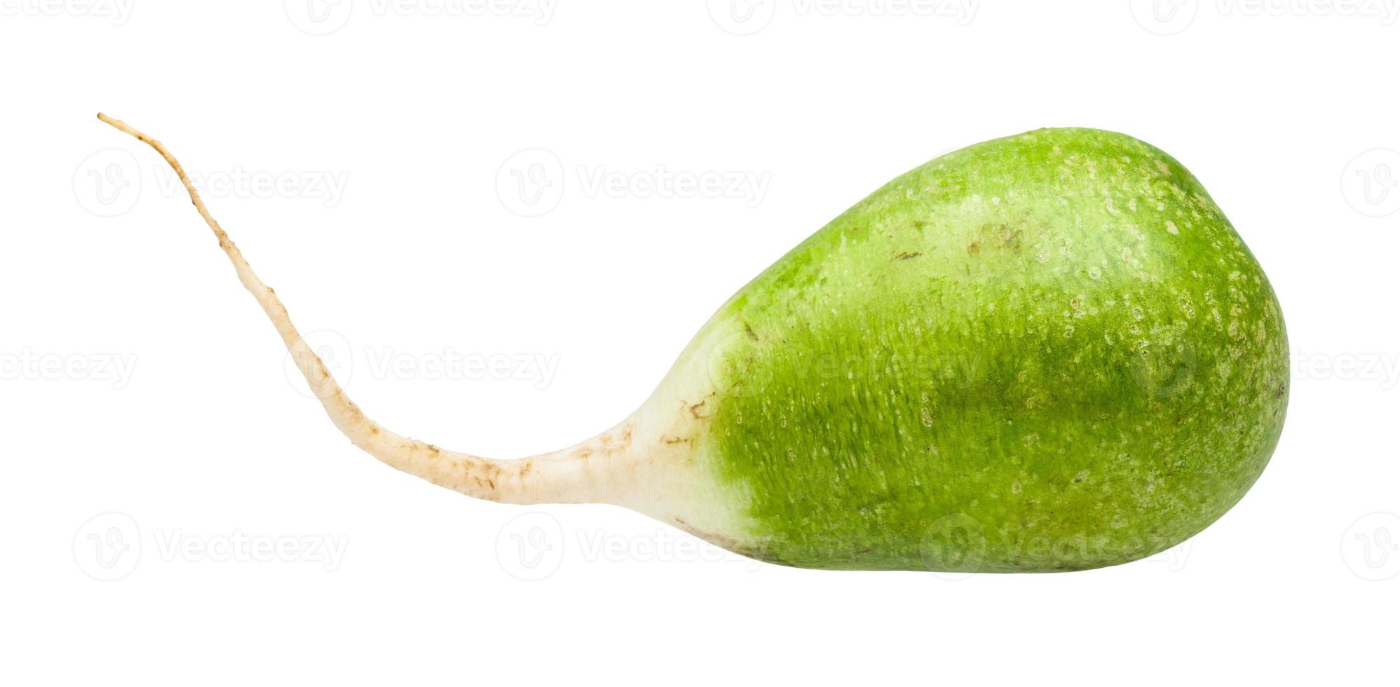 fresh green Lobo margelan radish isolated photo