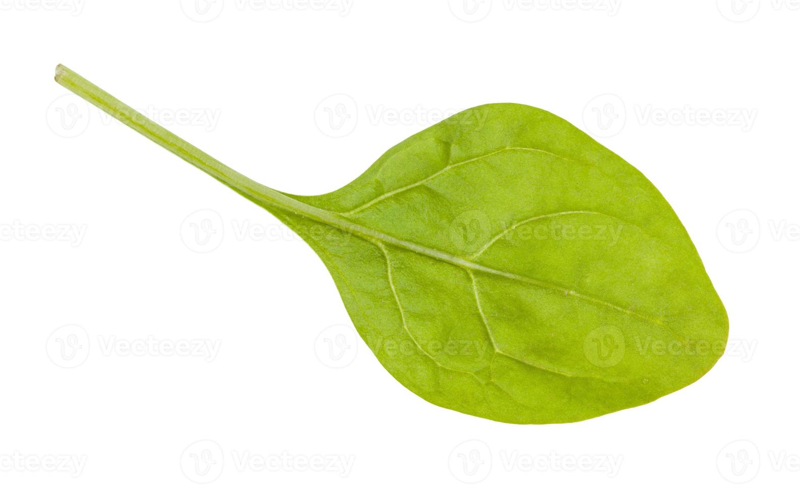 fresh green leaf of baby spinach isolated on white photo