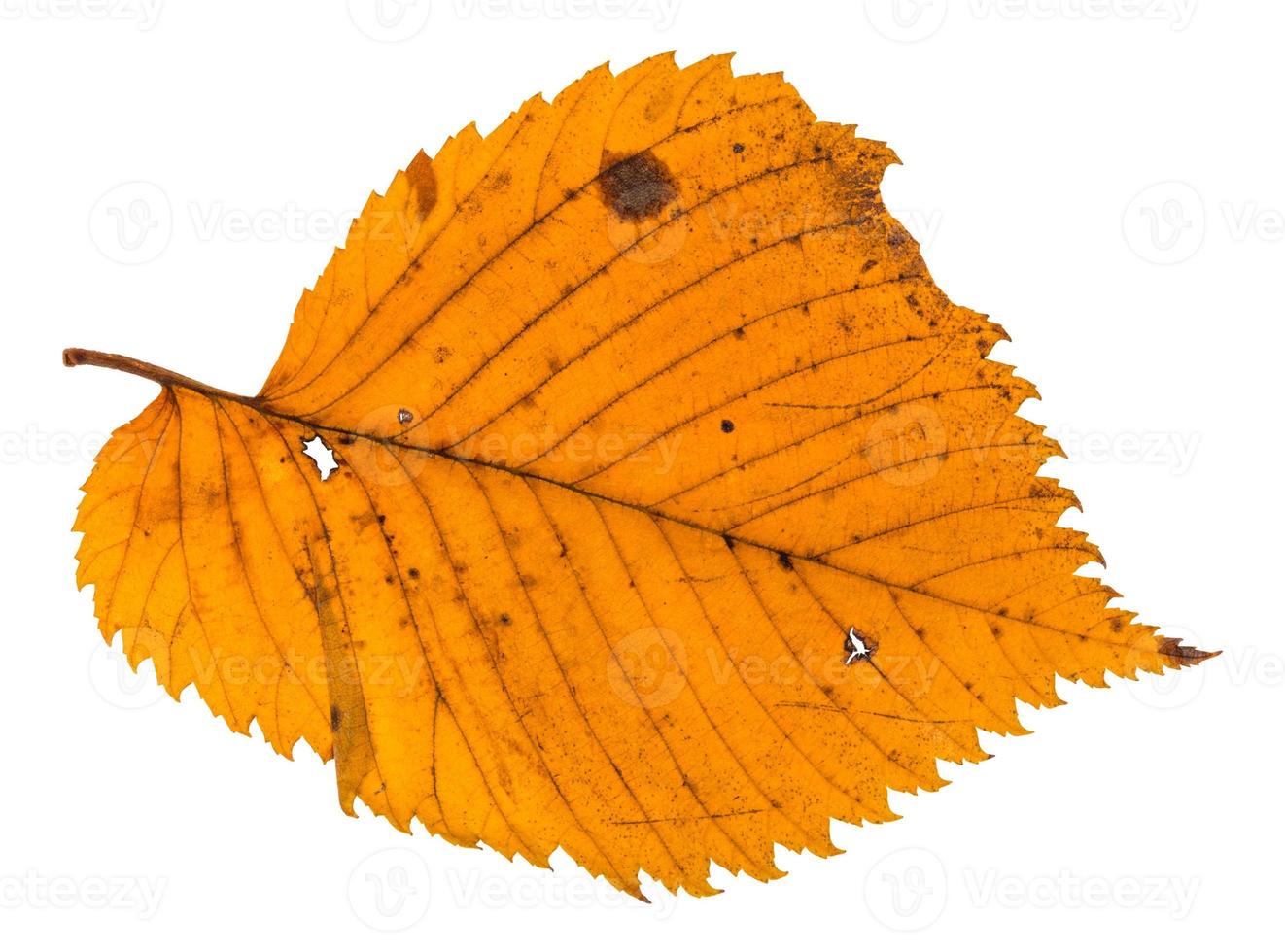 autumn holey leaf of elm tree isolated photo
