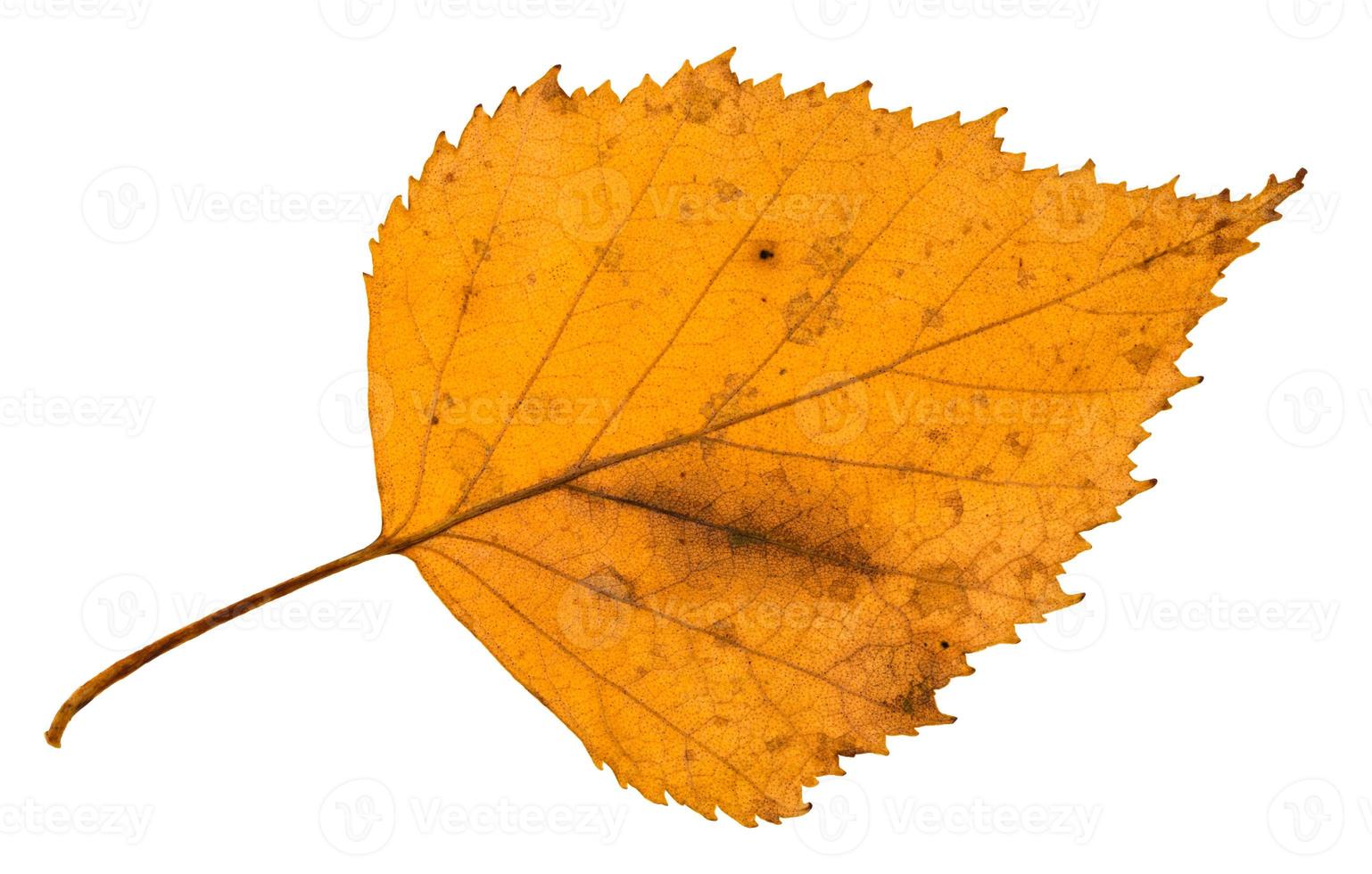 back side of old fallen leaf of birch tree photo