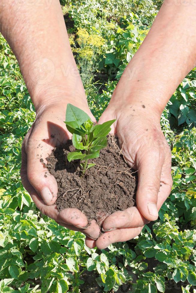 peasant hands with handful soil with green sprout 11442429 Stock Photo