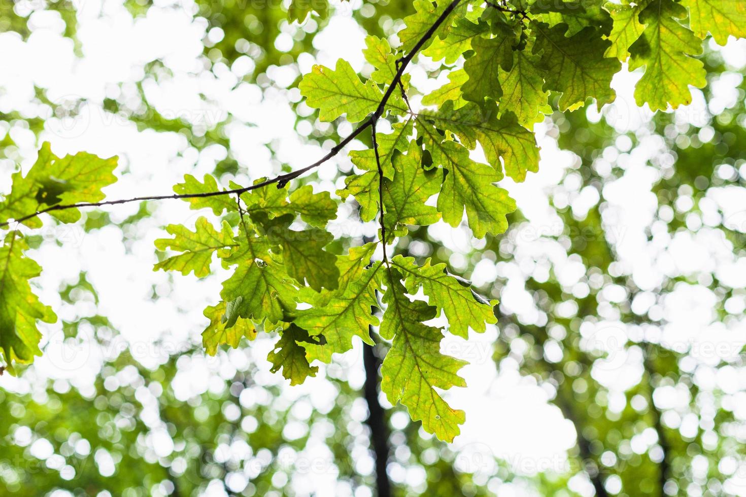 oak twig with green leaves and blurred forest photo