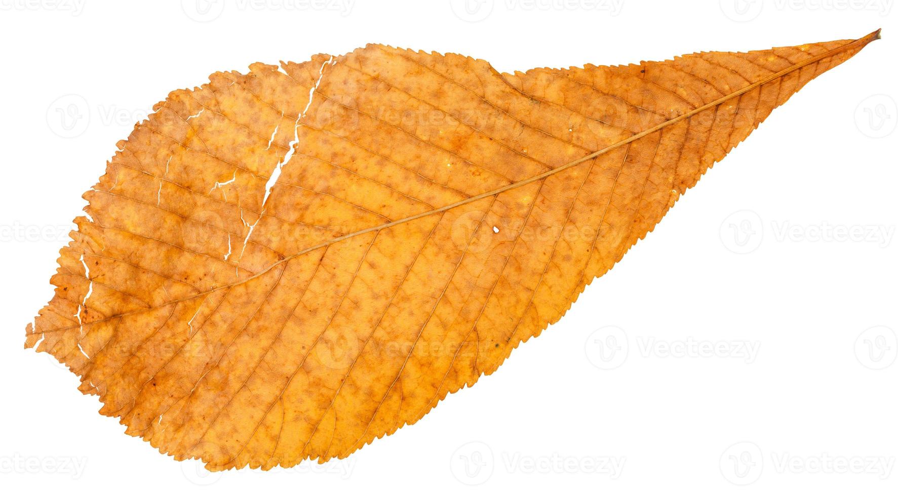 back side of broken yellow leaf of horse chestnut photo