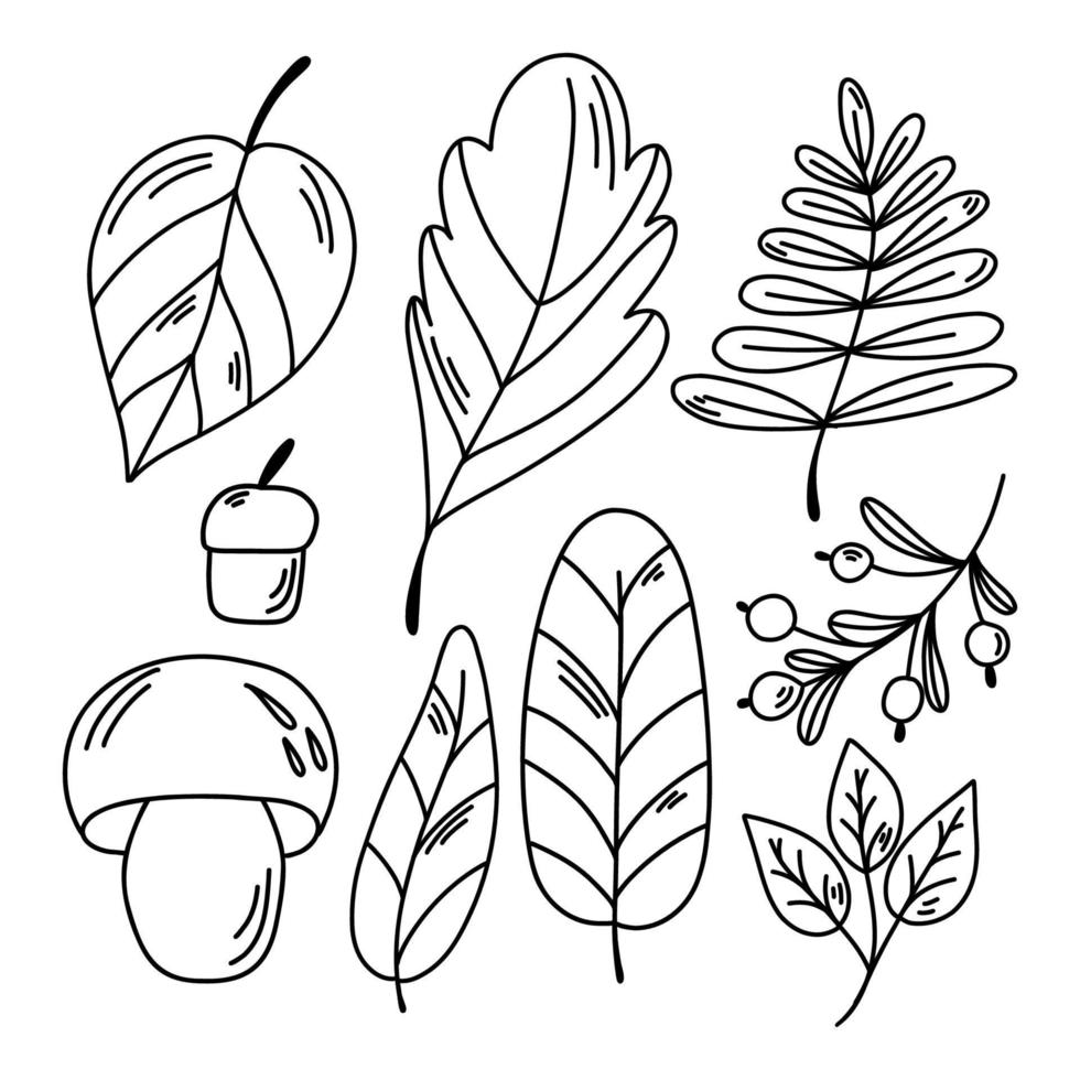 conjunto de hojas de otoño vectoriales dibujadas a mano. vector