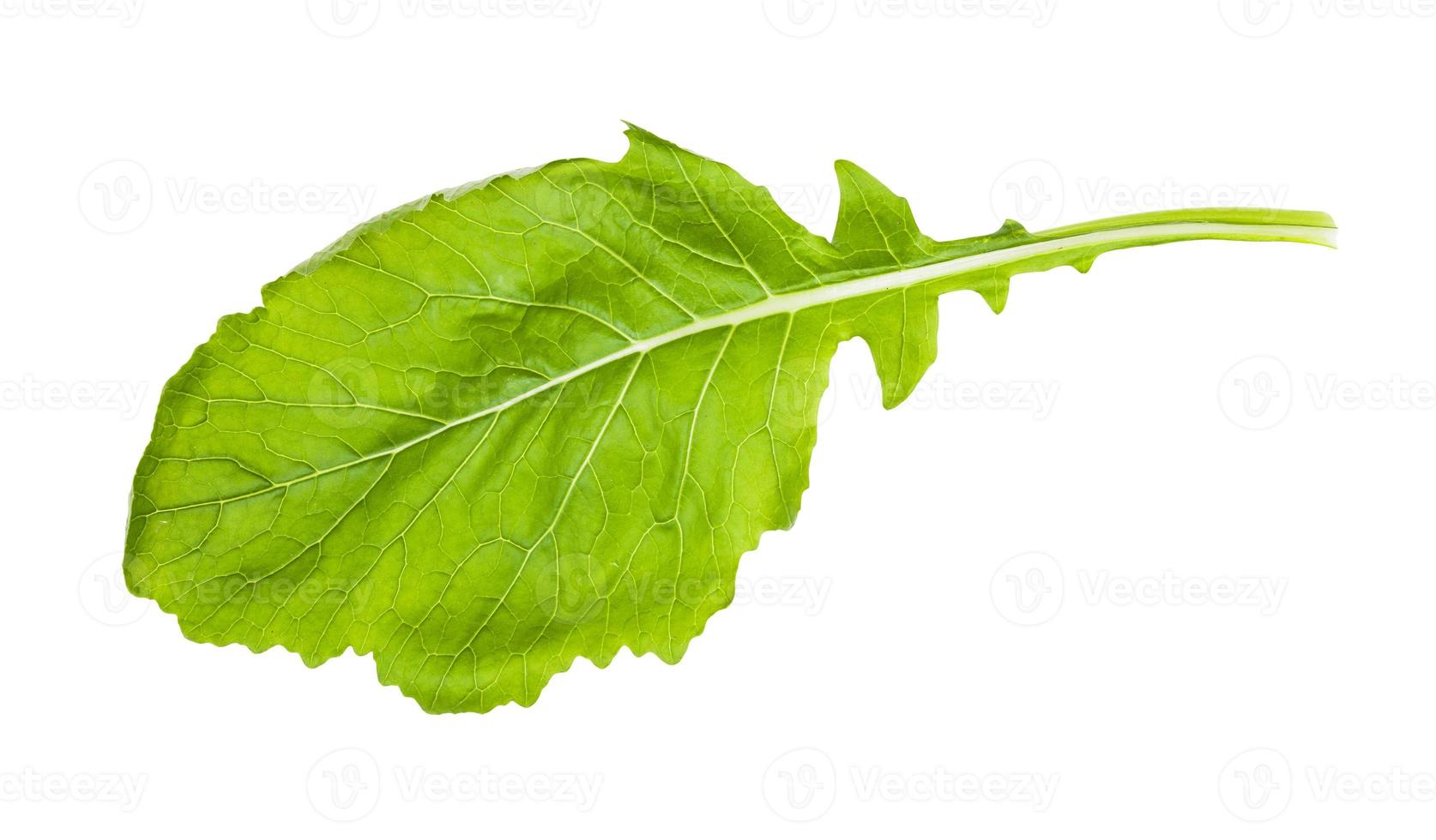 hoja fresca de nabo de ensalada blanca japonesa kokabu foto