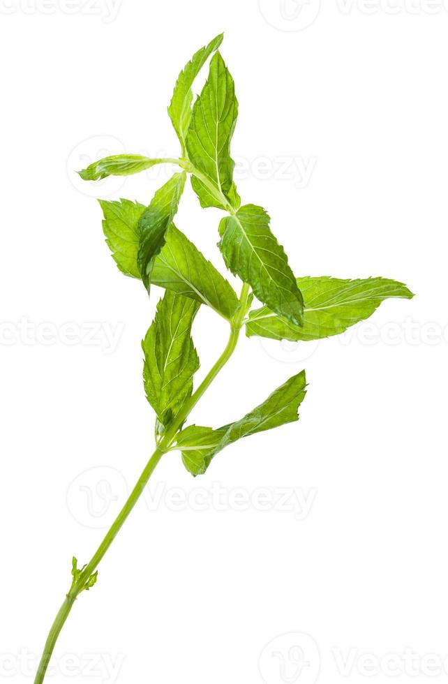 twig of fresh green mint isolated on white photo