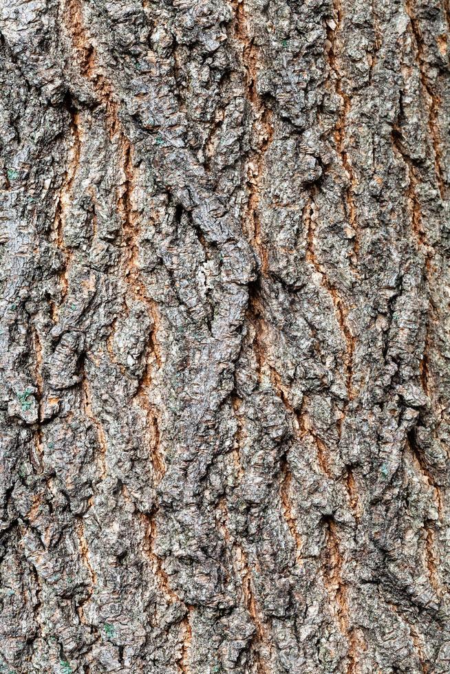 rough bark of old trunk on maple ash tree close up photo