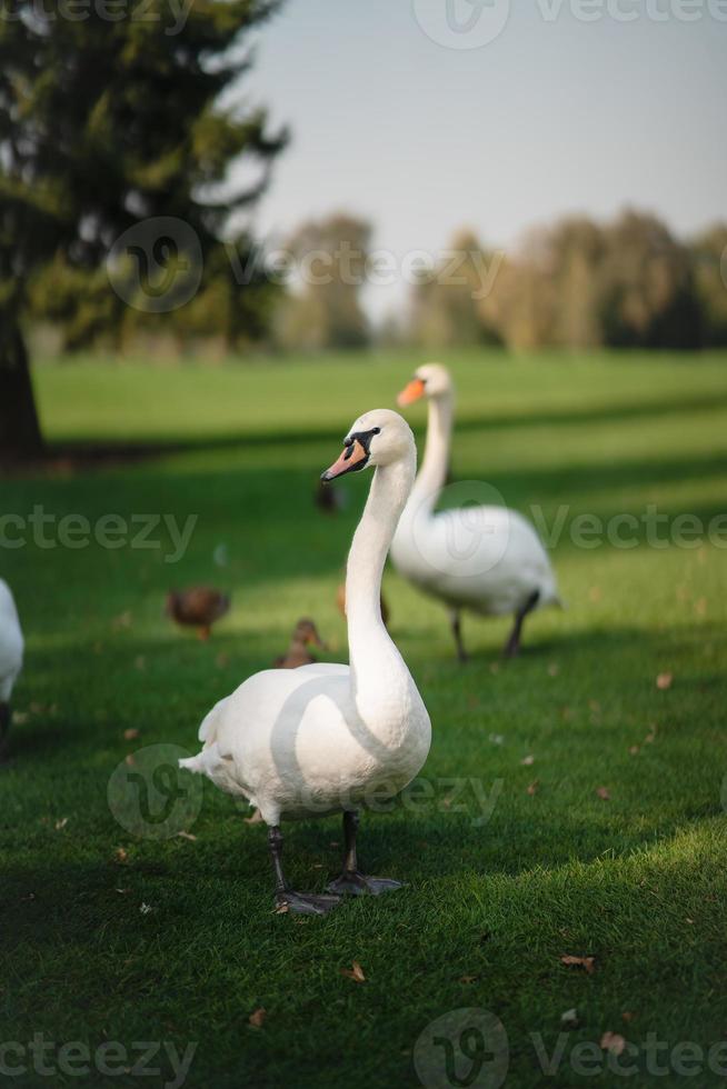 White swans resting on the green grass in the park. photo