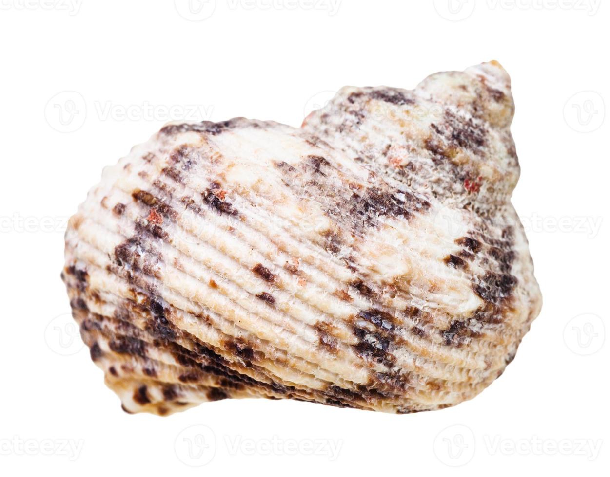 shell of whelk mollusc isolated on white photo