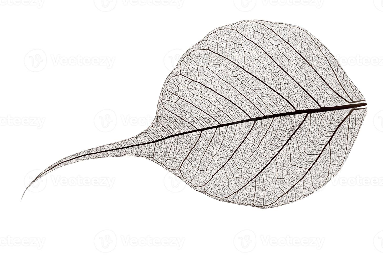 small grey transparent dried fallen leaf photo