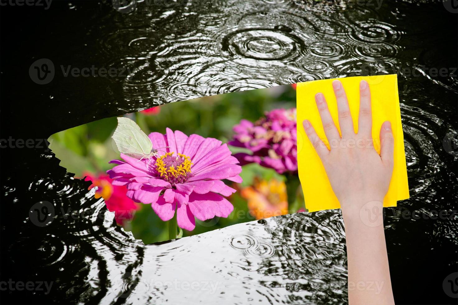 rain circle in puddle photo