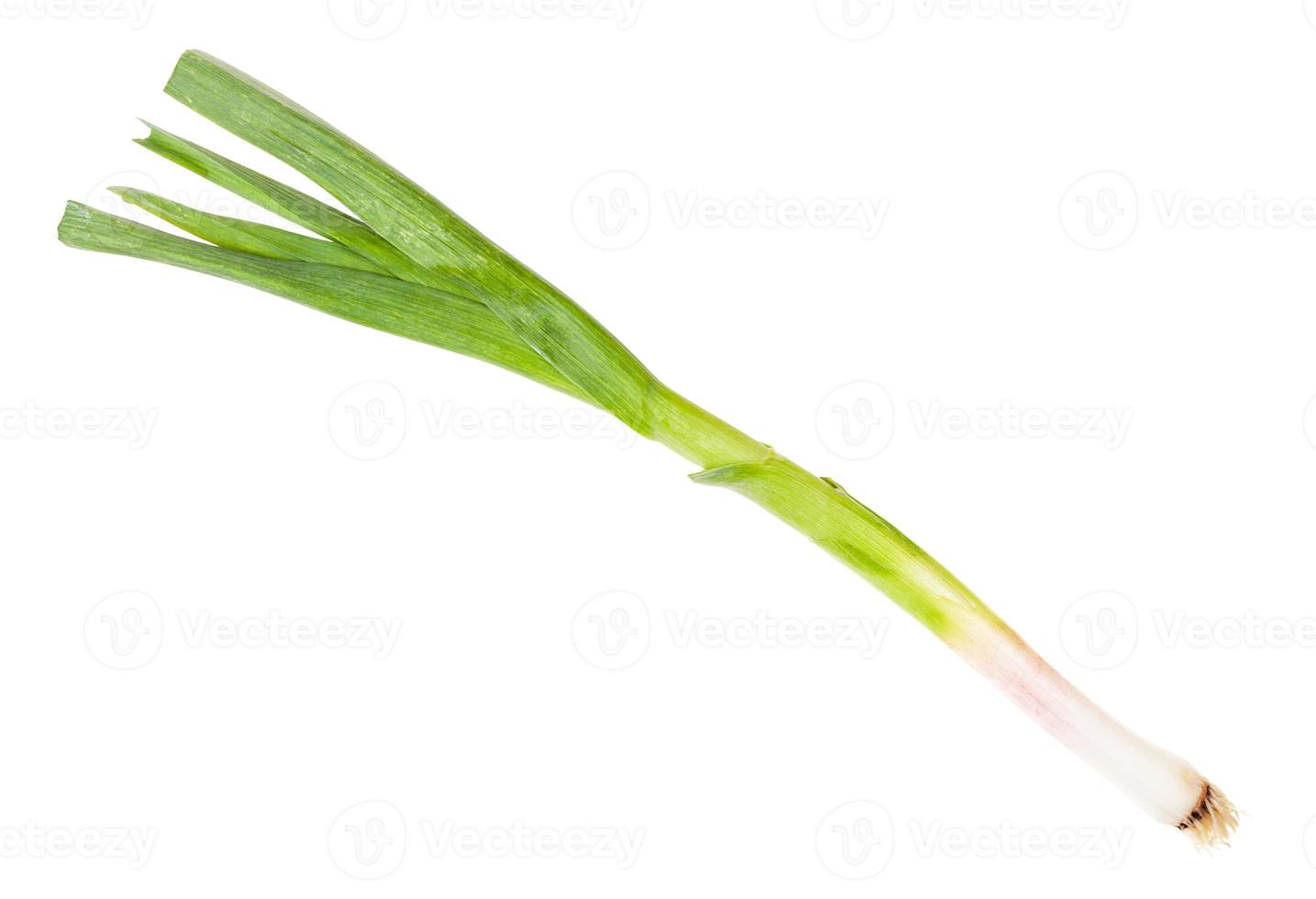 green young spring garlic isolated on white photo