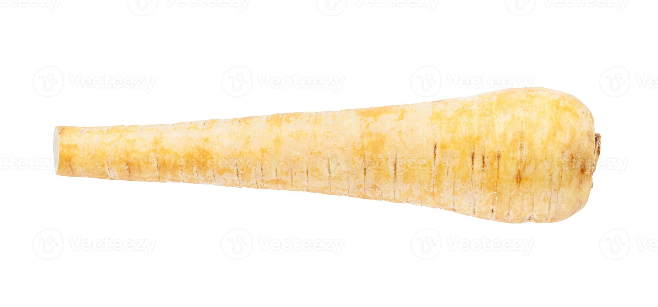 ripe fresh root of Parsnip pastinaca sativa photo