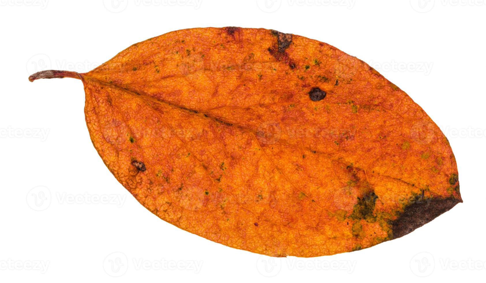 otoño hoja podrida de malus árbol aislado foto