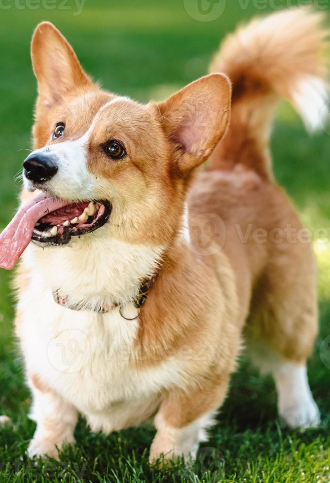 Happy and active purebred Welsh Corgi dog outdoors in the grass photo
