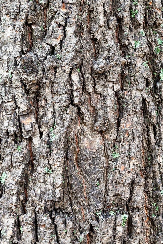 cracked bark on old trunk of lime tree close up photo