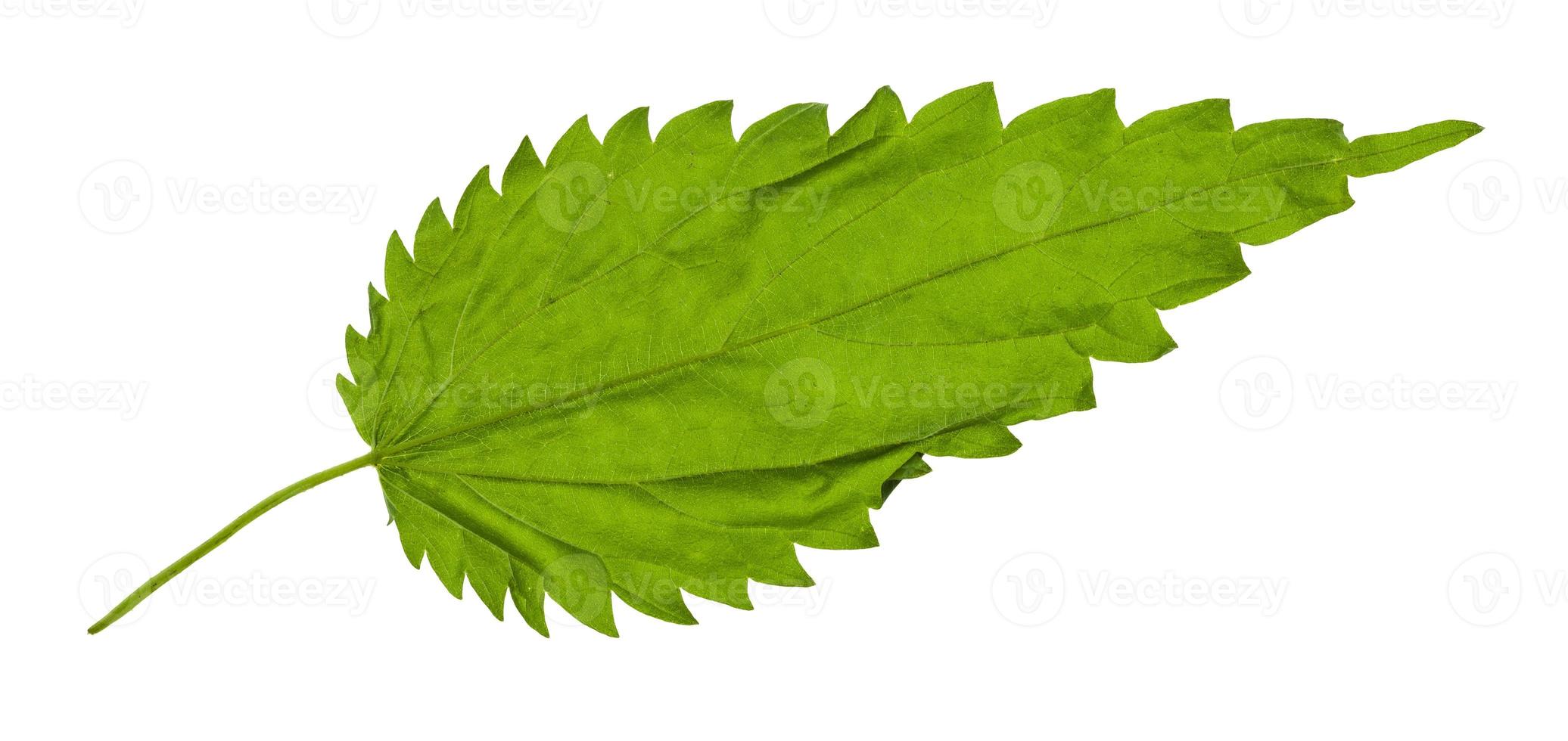 back side of green leaf of Stinging nettle plant photo