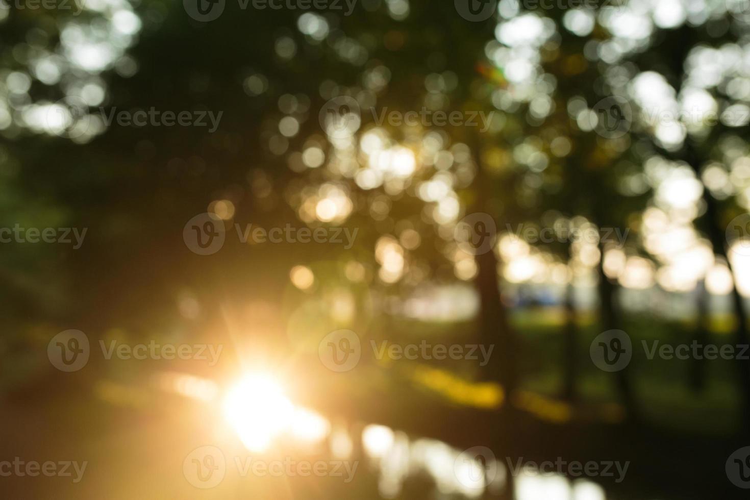 forest in the morning, bokeh background out focus photo