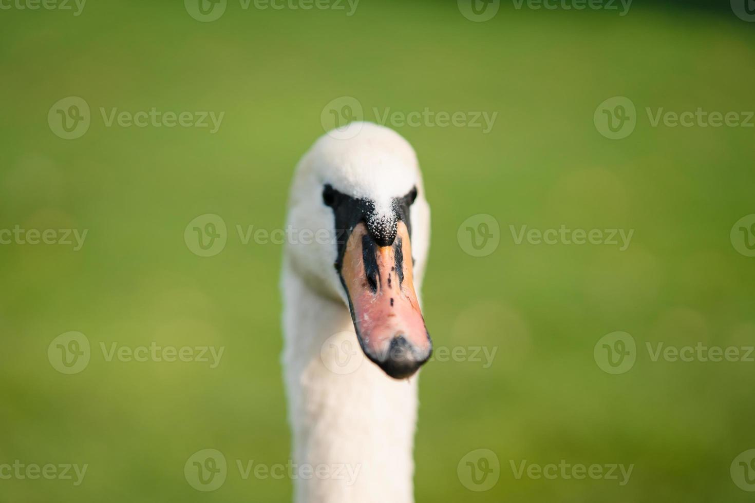 Mute Swan, Cygnus olor, Adult, close up photo