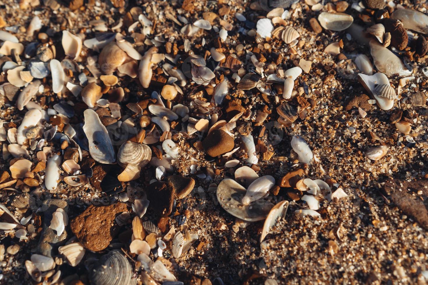 Many broken shells pile up on beach sand in close up view photo