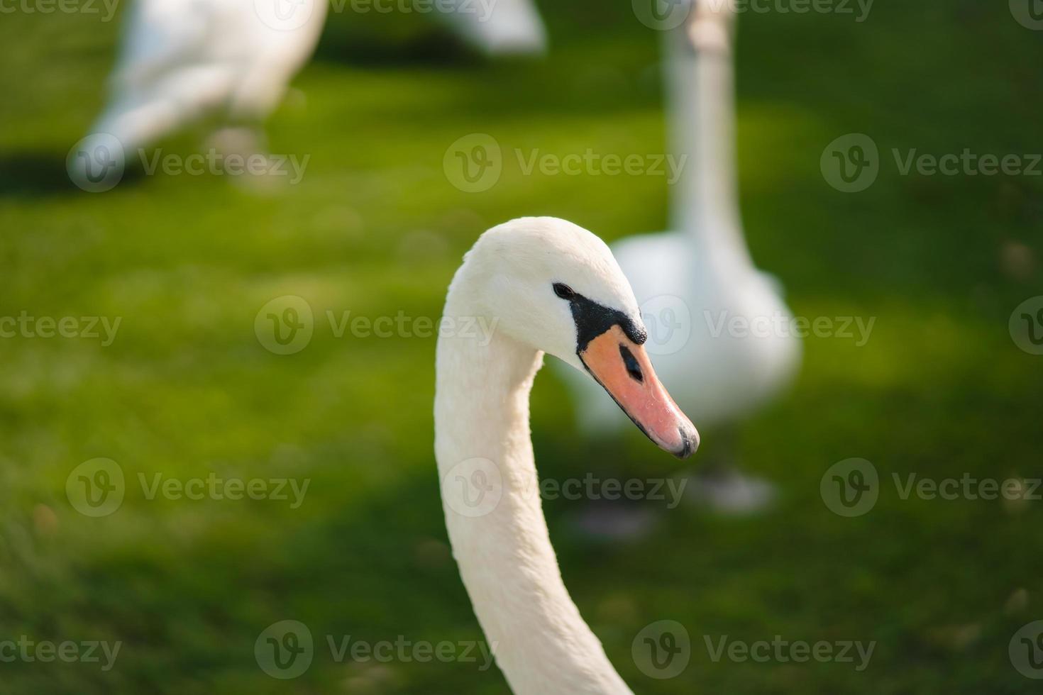 Mute Swan, Cygnus olor, Adult, close up photo