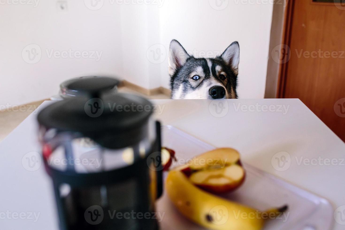 Dog waiting for food photo
