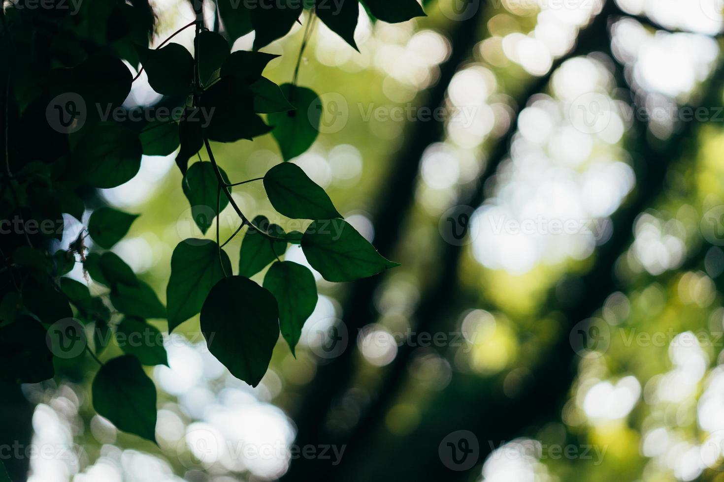 Closeup nature of green leaves in the garden photo