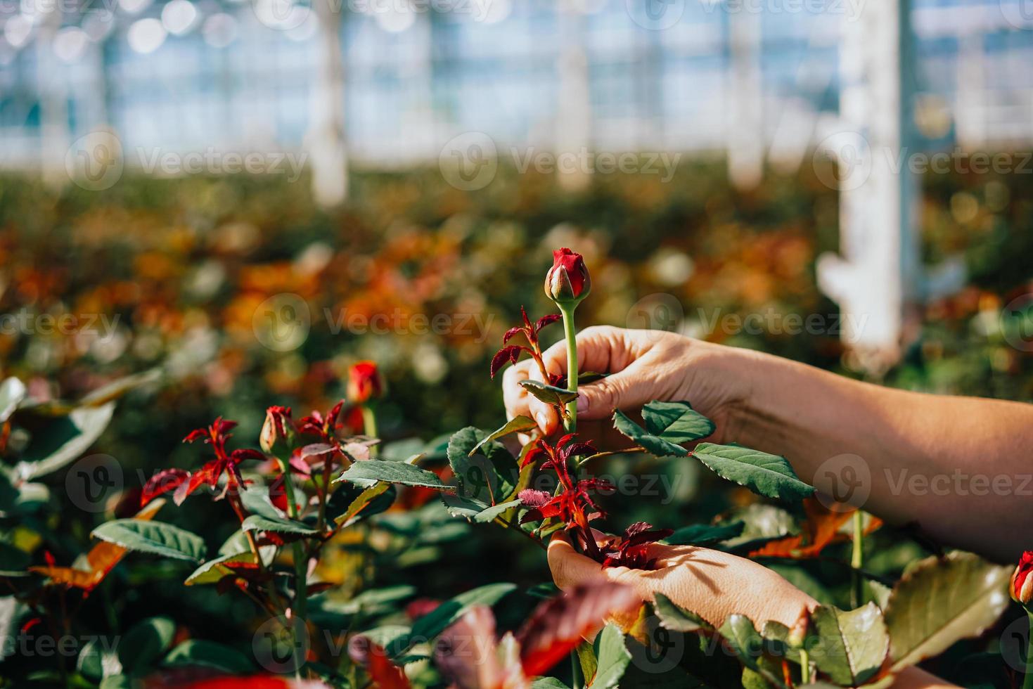 Someone is cutting a rose in a greenhouse photo