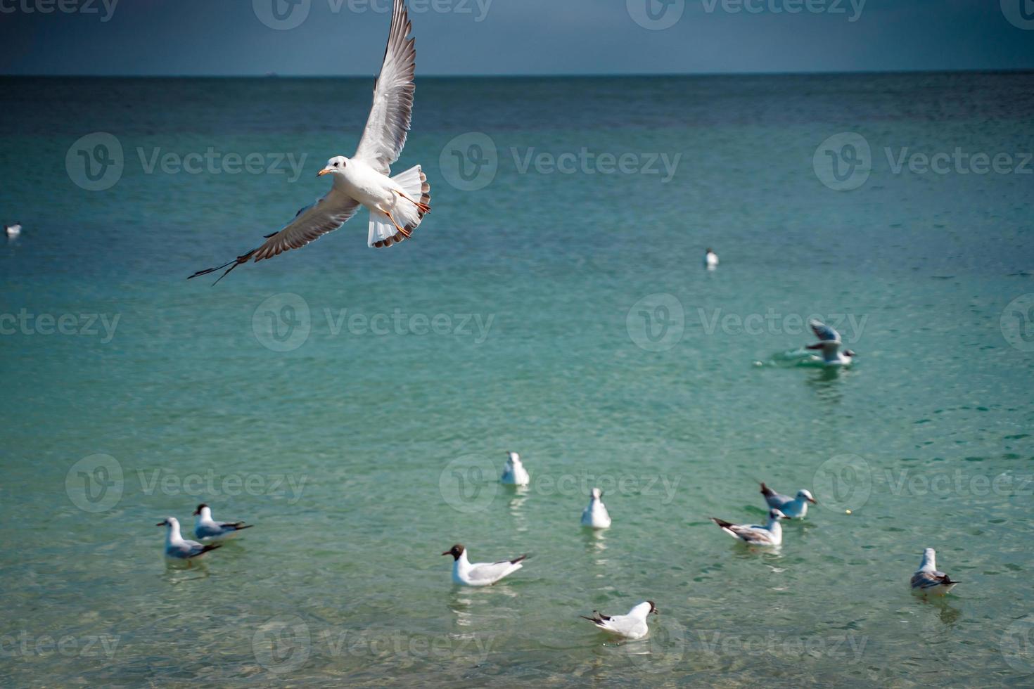 Seagulls are float and fly over the sea surface photo