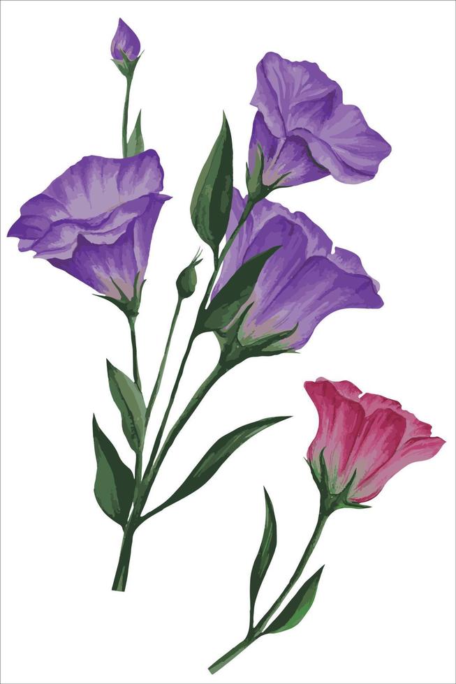 conjunto de flores de lisianthus, ilustración de vector de eustoma