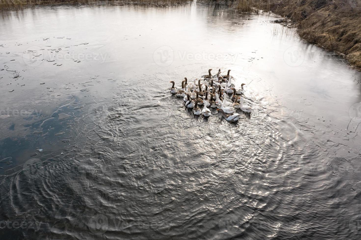 gansos en el agua, nadar en el río, día soleado foto