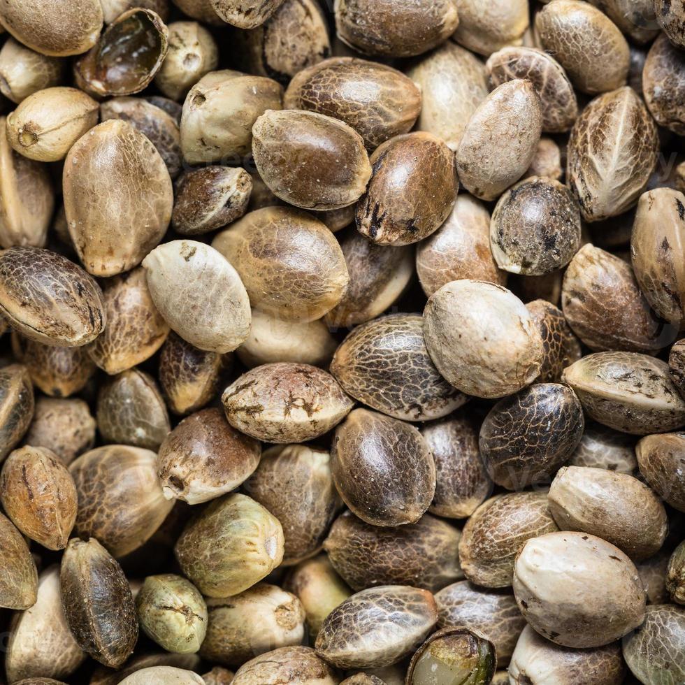 unpeeled hemp seeds close up photo