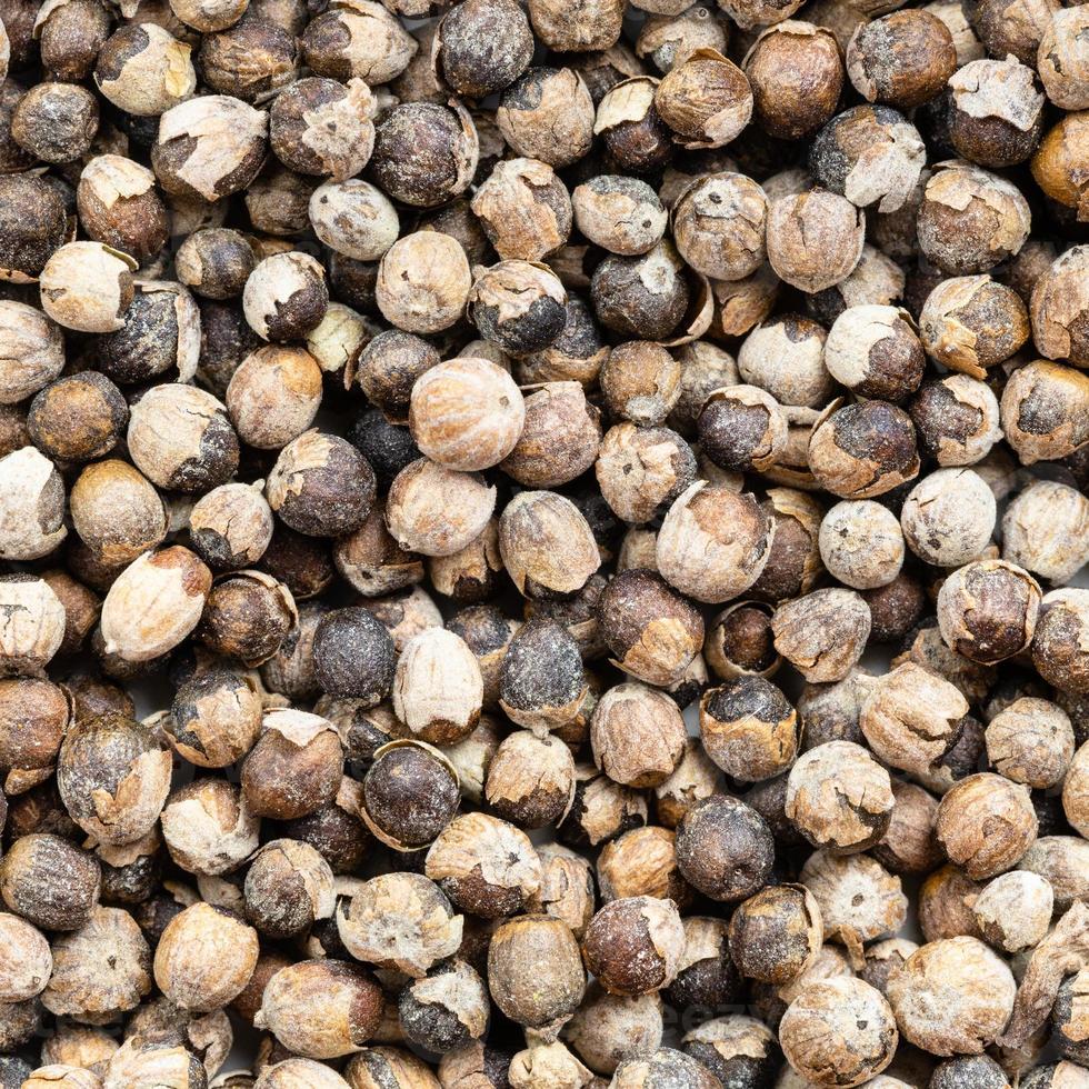 monk's pepper vitex close up photo