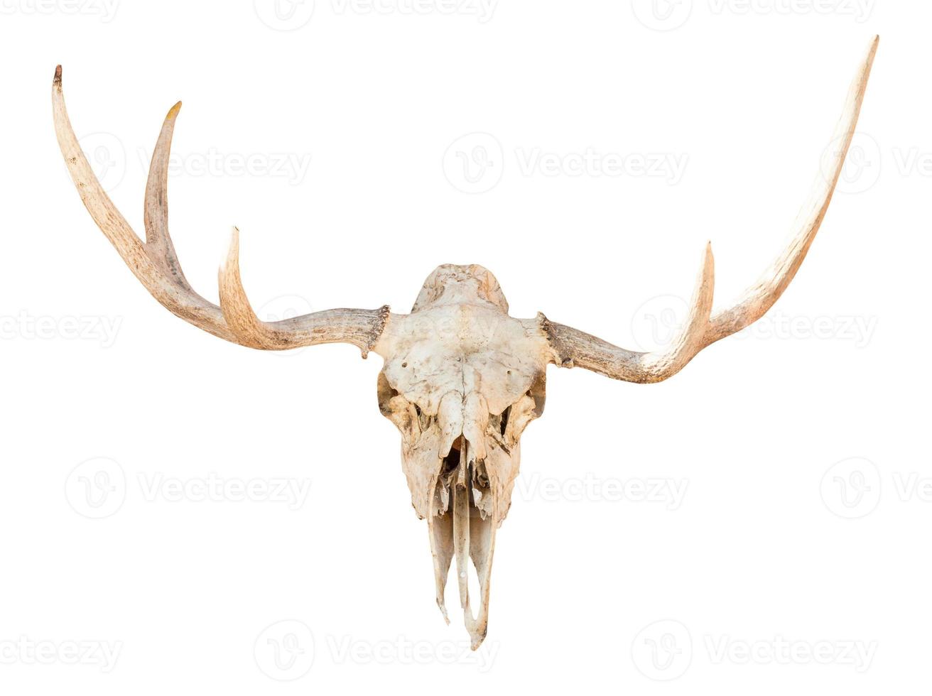 front view of skull of young elk animal isolated photo