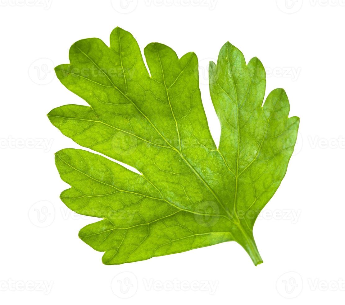 green leaf of fresh parsley isolated on white photo