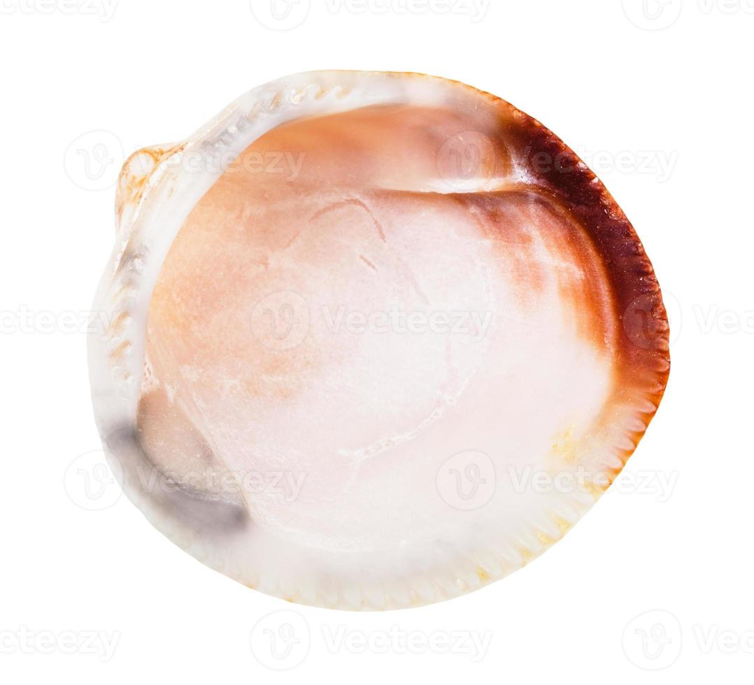 empty seashell of clam isolated on white photo