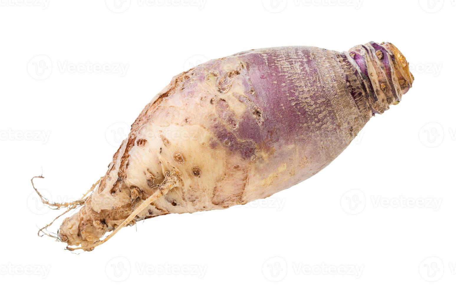 fresh rutabaga root isolated on white photo