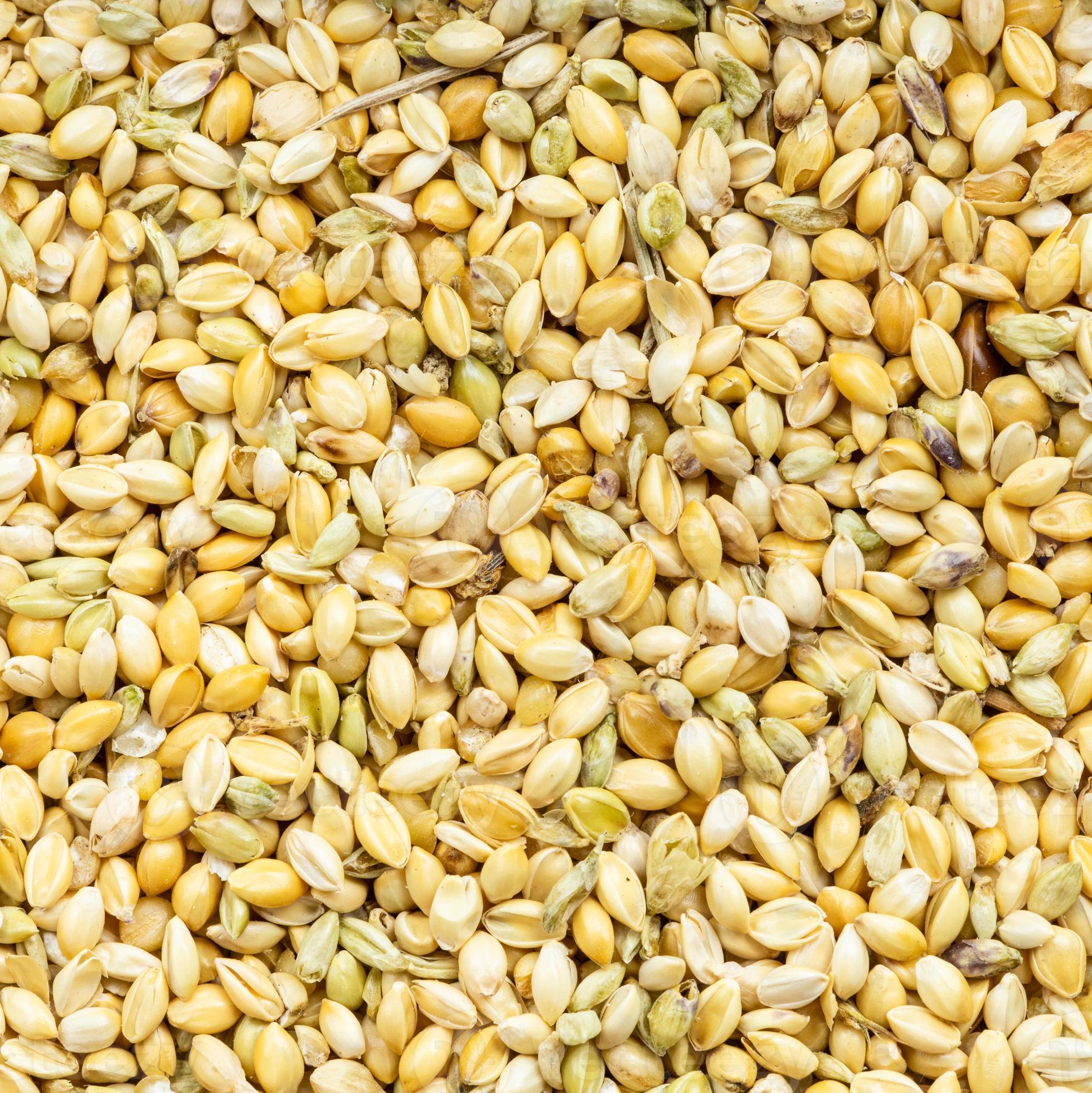 wholegrain foxtail millet seeds close up 11448831 Stock Photo at Vecteezy