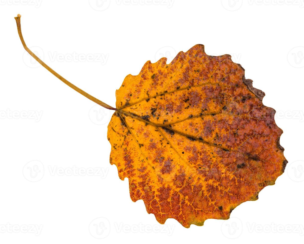 pied yellow fallen leaf of aspen tree isolated photo