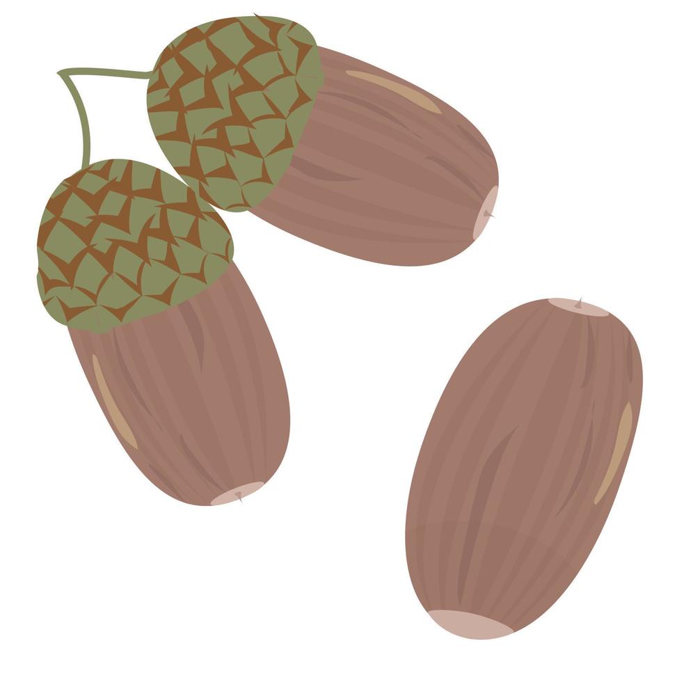 Three ripe oak acorns. Vector illustration.