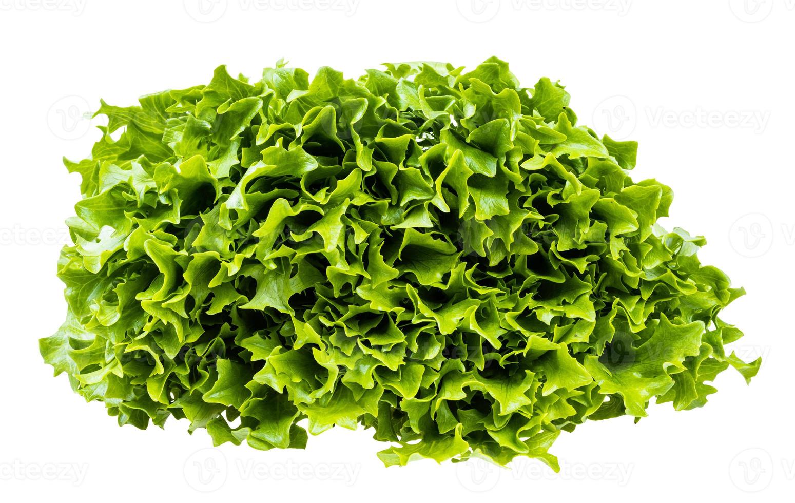 green leaves of curly endive lettuce isolated photo