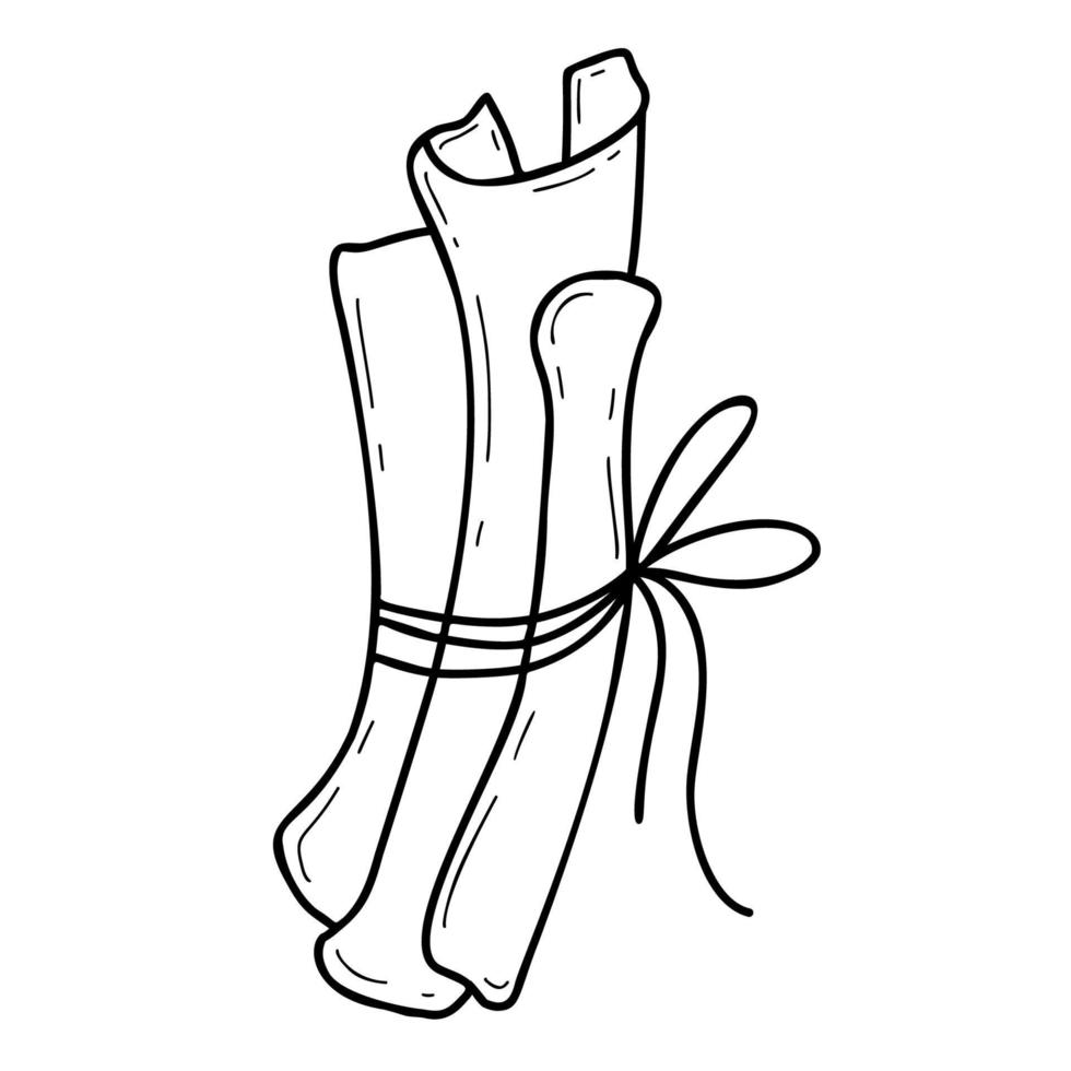 cinnamon stick. Spice. Linear hand drawing vector