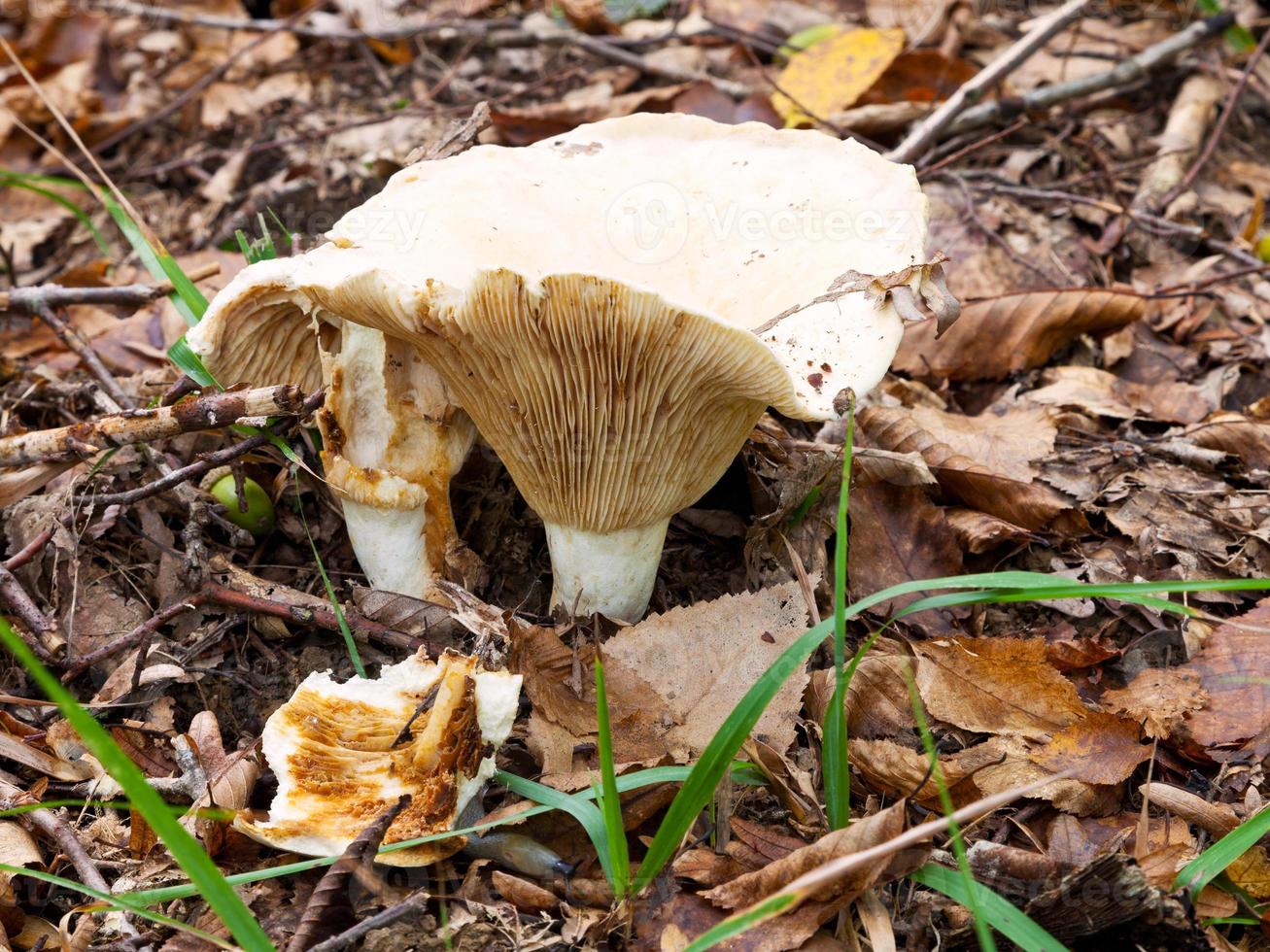 russula delica mushroom in autumn litter photo