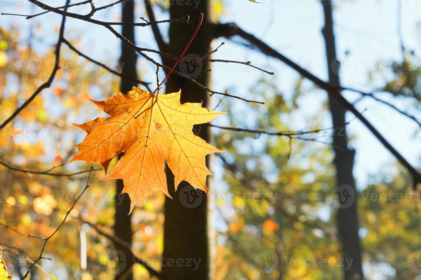 fallen maple leaf on branch in autumn photo
